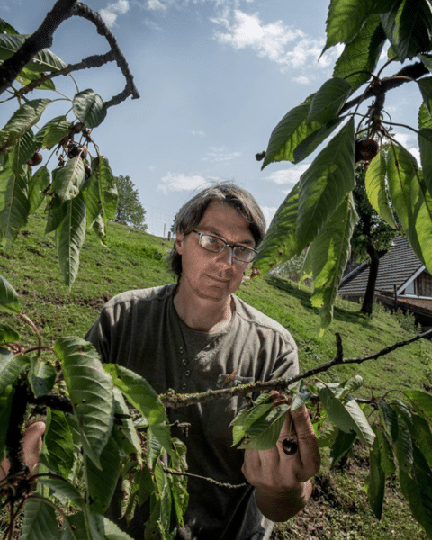 Bruno Muff vom Haldihof am Kirschen ernten