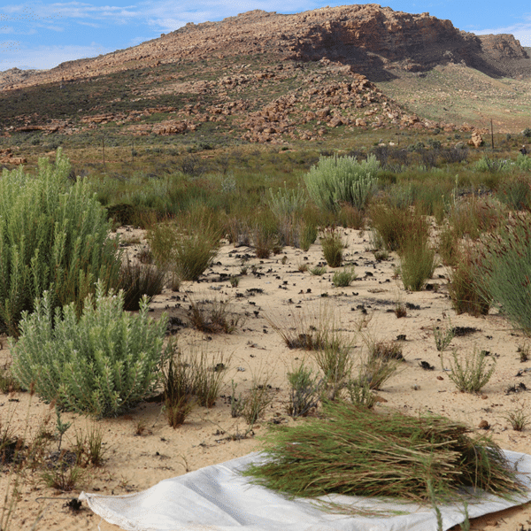 Teesträucher in den Hügeln Südafrikas