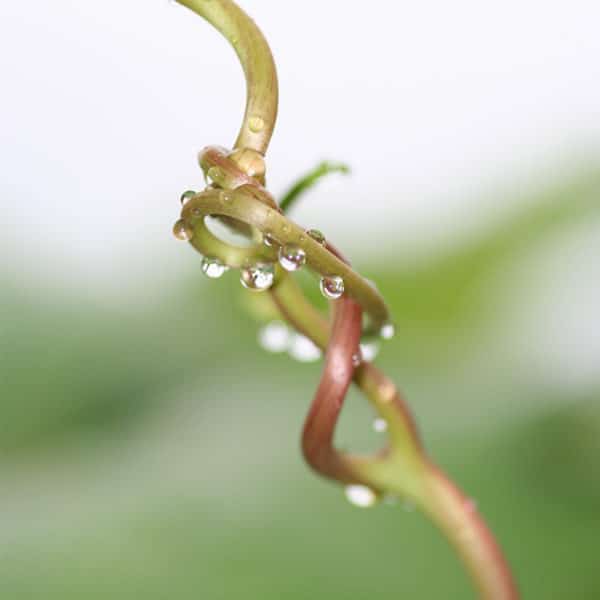 Der Zweig einer Rebe rankt sich befleckt mit Tautropfen